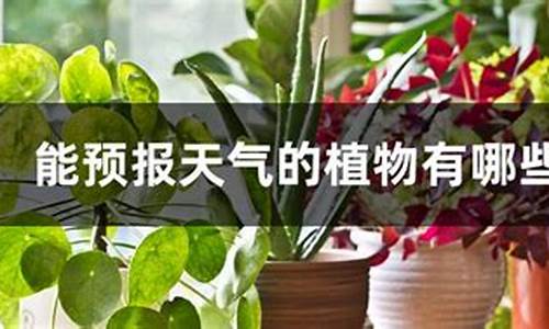 哪些植物能预报天气_哪些植物能预报天气急